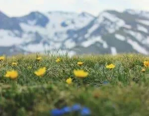 yellow flowers with the Rocky Mountains in the background