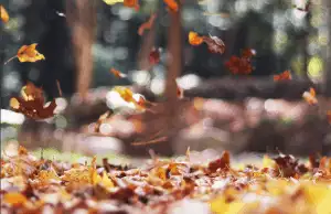 Autumn leaves falling