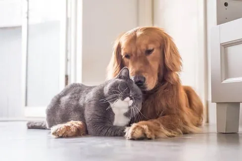 Residential Pets.jpg